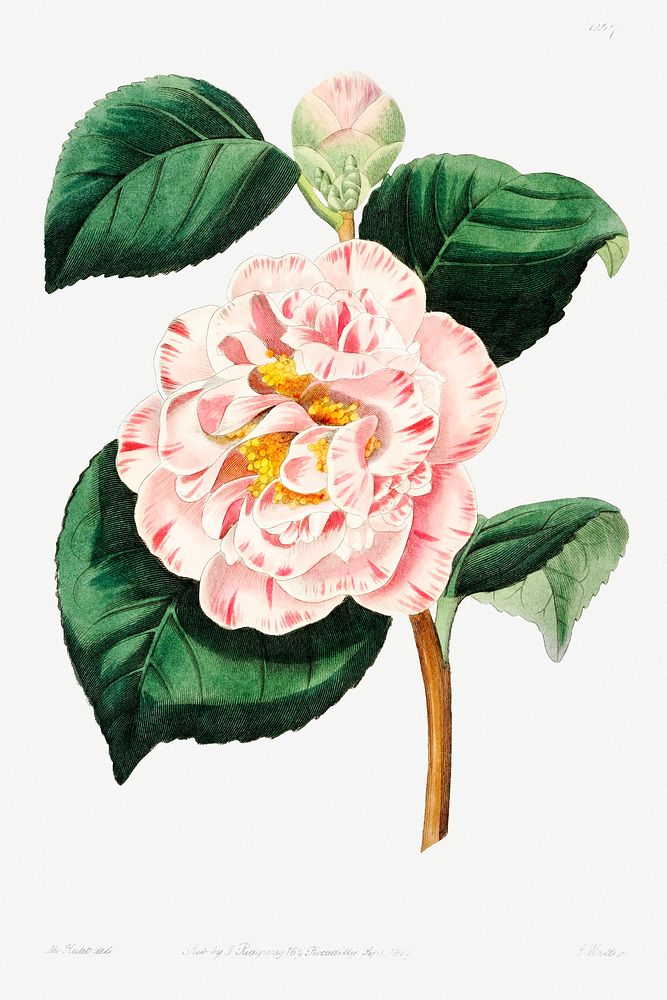 Gray's invincible camellia from Edwards&rsquo;s Botanical Register (1829&mdash;1847) by Sydenham Edwards, John Lindley, and…