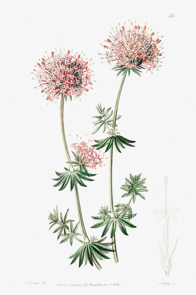 Long-styled crucianella from Edwards&rsquo;s Botanical Register (1829&mdash;1847) by Sydenham Edwards, John Lindley, and…