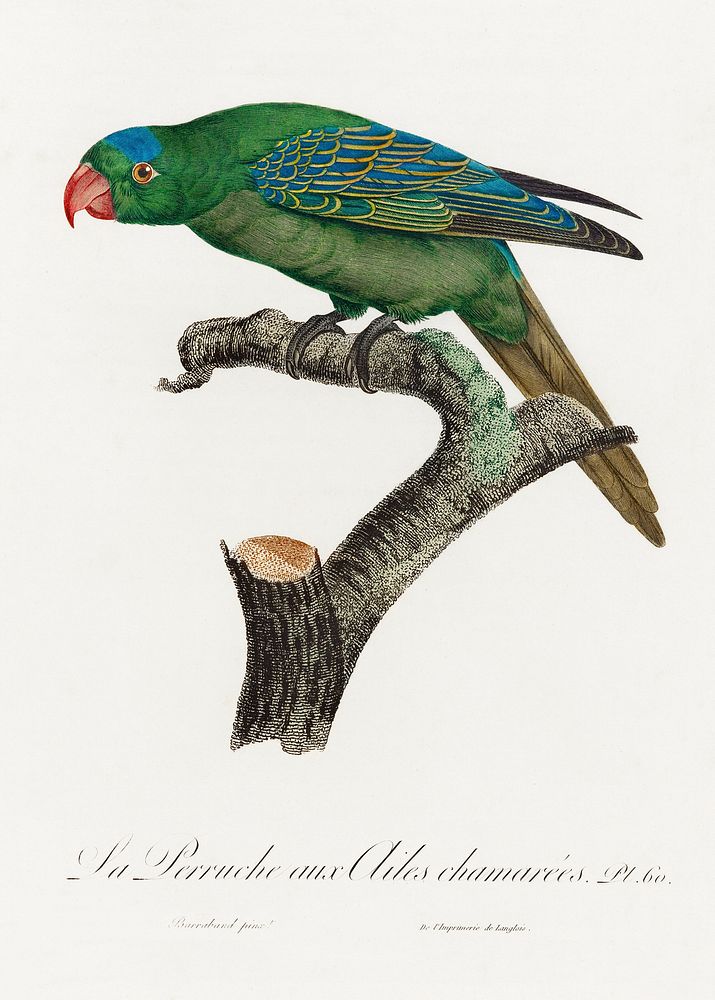 The Blue-Naped Parrot, Tanygnathus lucionensis from Natural History of Parrots (1801&mdash;1805) by Francois Levaillant.…