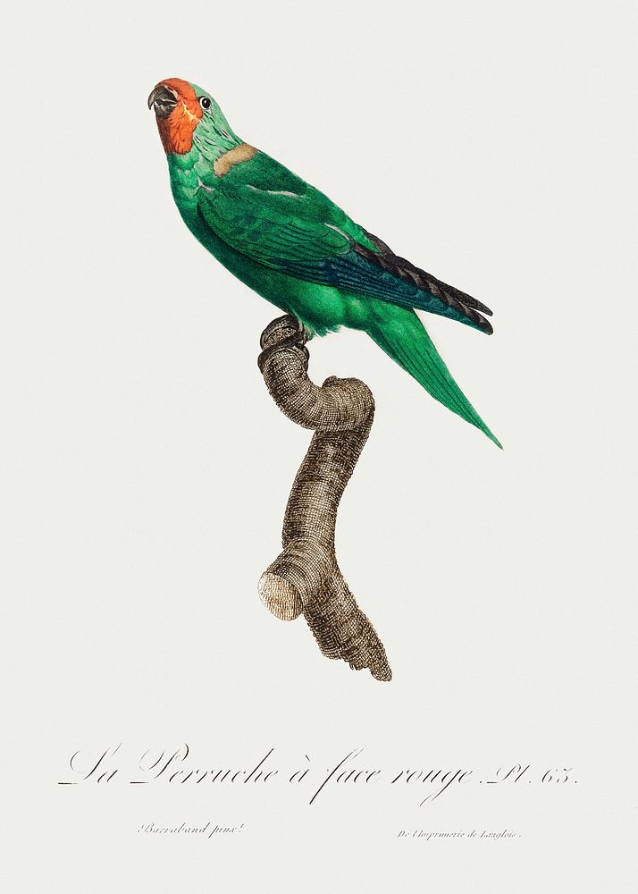 The Red-Faced Parrot, Hapalopsittaca pyrrhops from Natural History of Parrots (1801&mdash;1805) by Francois Levaillant.…