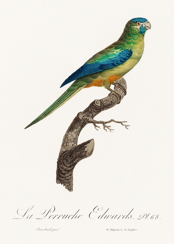 Turcosine Ground Parakeet from Natural History of Parrots (1801&mdash;1805) by Francois Levaillant. Original from the…