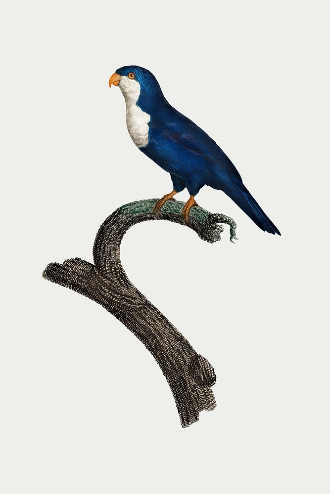 Arimanon parakeet vintage illustration png