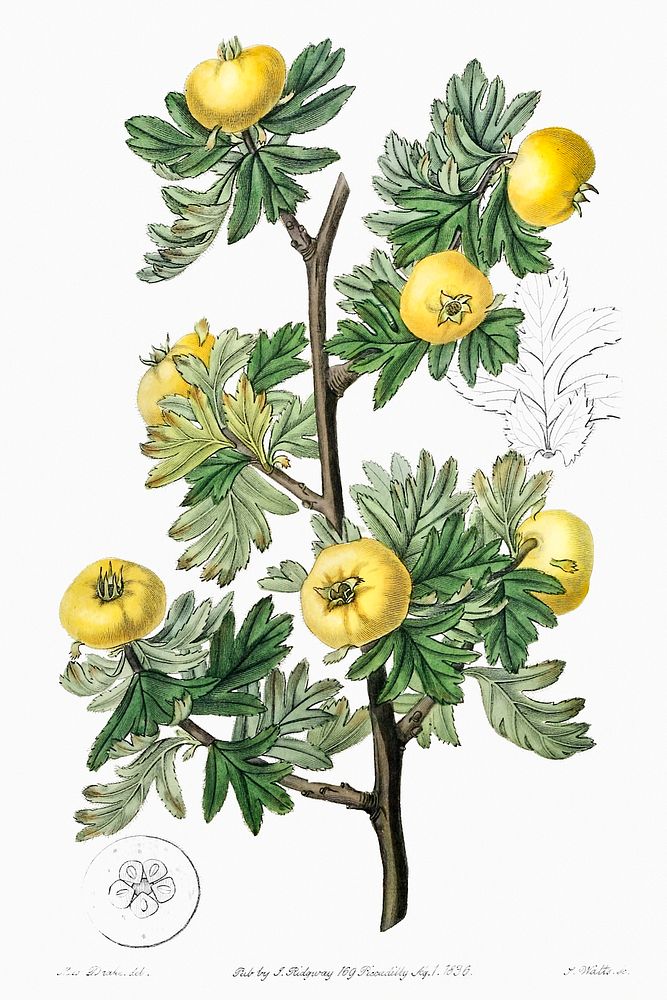 Tansy-leaved hawthorn from Edwards&rsquo;s Botanical Register (1829&mdash;1847) by Sydenham Edwards, John Lindley, and James…