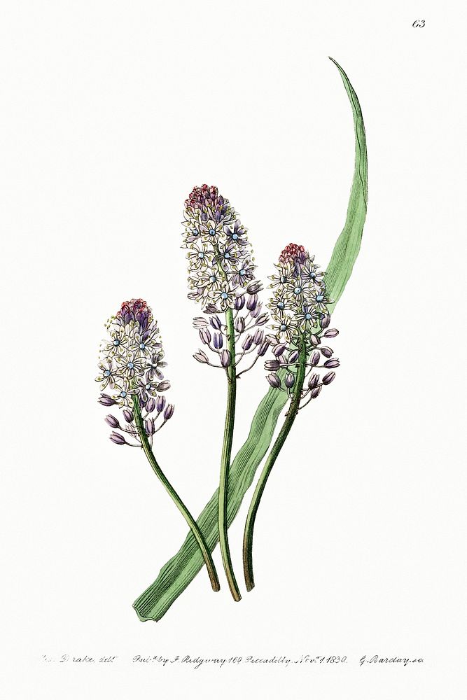 Meadow squill from Edwards&rsquo;s Botanical Register (1829&mdash;1847) by Sydenham Edwards, John Lindley, and James Ridgway.