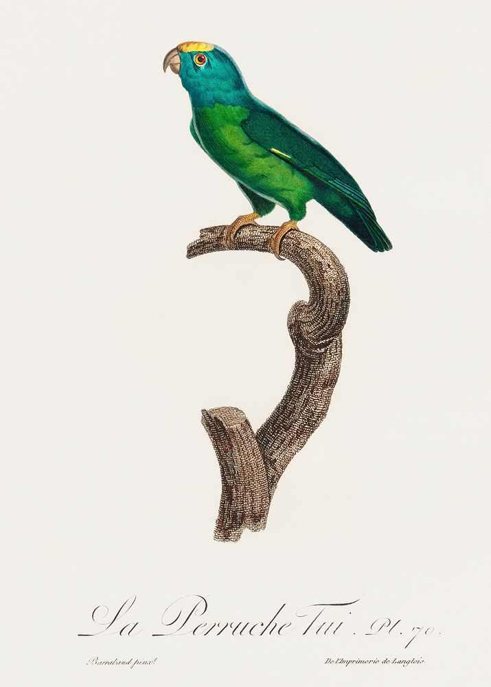 The Tui Parakeet, Brotogeris sanctithomae from Natural History of Parrots (1801&mdash;1805) by Francois Levaillant. Original…