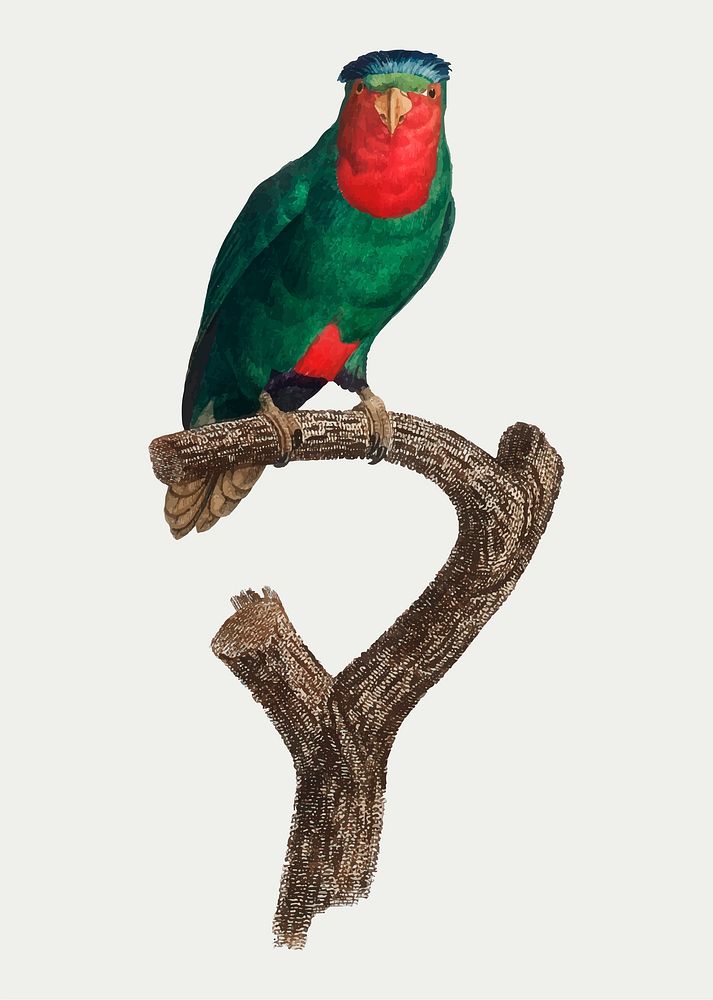 The Blue-crowned lorikeet vintage illustration