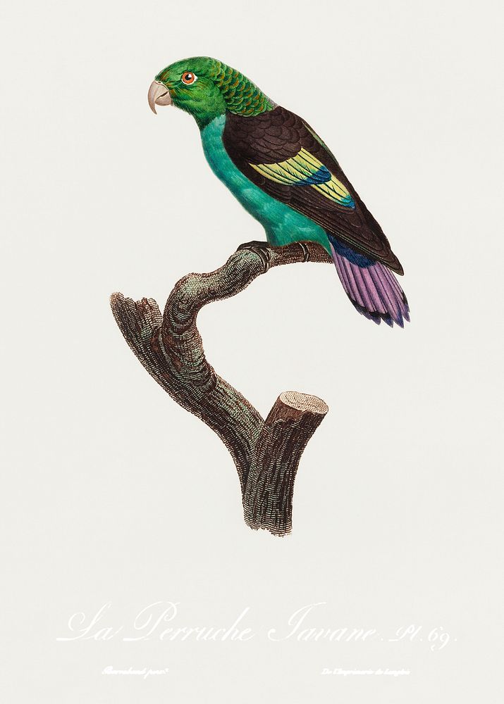 Black-winged Parakeet, Hapalopsittaca melanotis from Natural History of Parrots (1801&mdash;1805) by Francois Levaillant.…