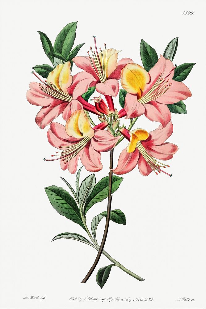 Changeable pontic azalea from Edwards&rsquo;s Botanical Register (1829&mdash;1847) by Sydenham Edwards, John Lindley, and…