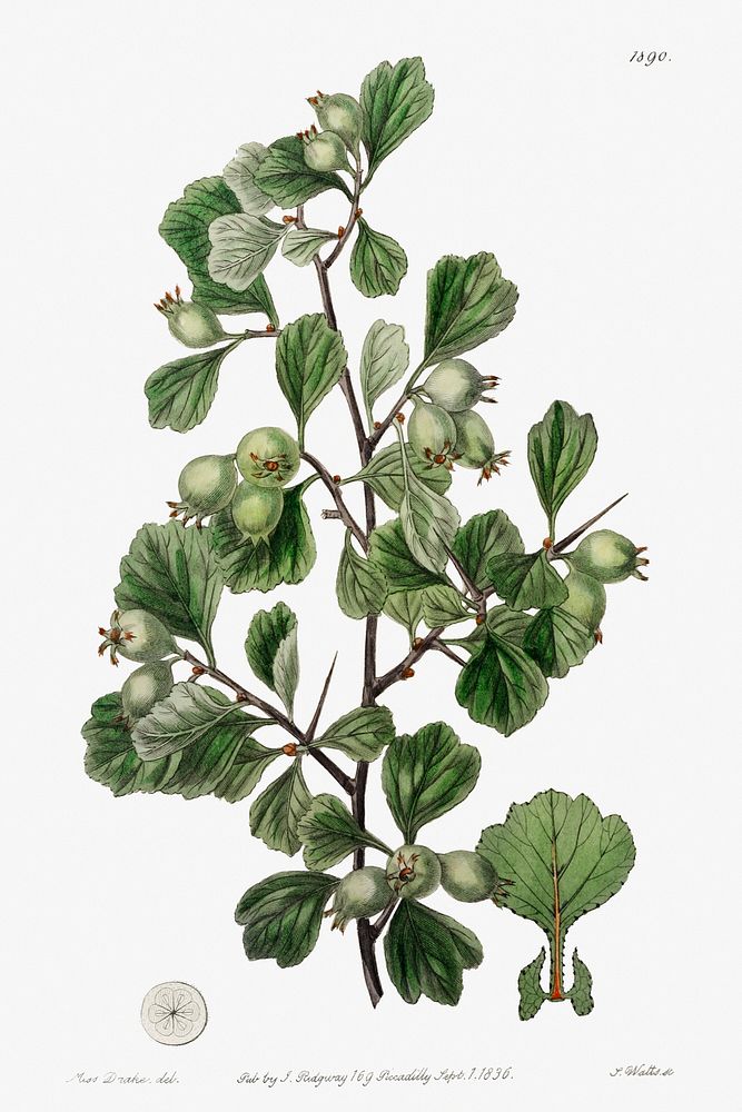 Spathula-leaved thorn from Edwards&rsquo;s Botanical Register (1829&mdash;1847) by Sydenham Edwards, John Lindley, and James…