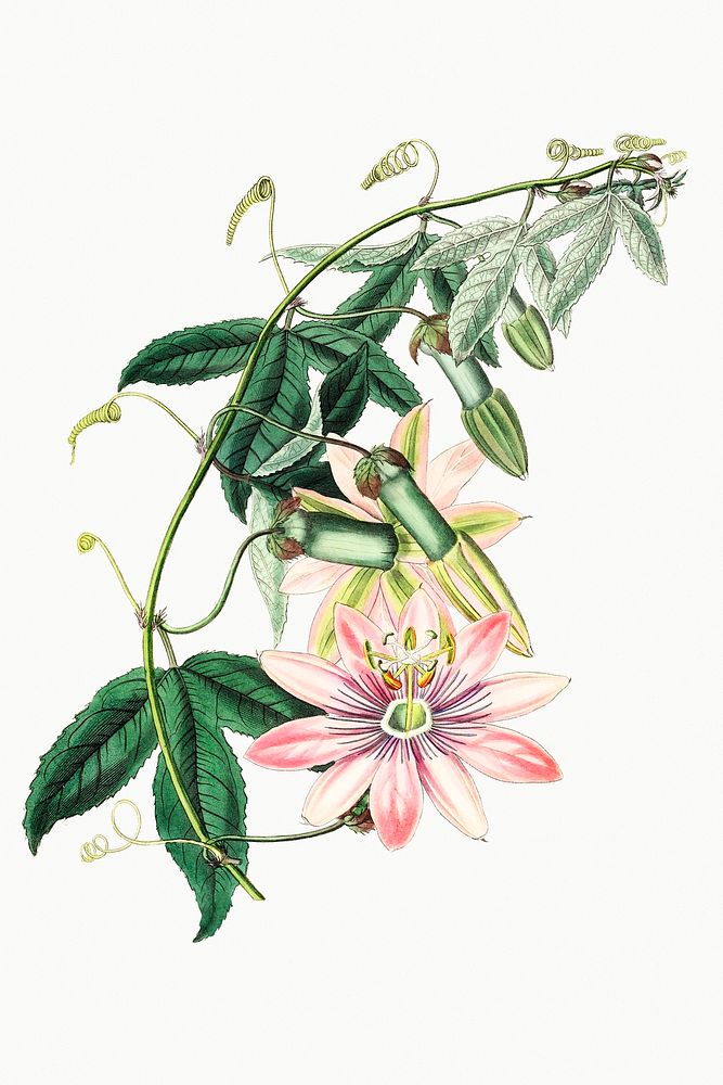 Mrs.Marryat's tacsonia from Edwards&rsquo;s Botanical Register (1829&mdash;1847) by Sydenham Edwards, John Lindley, and…