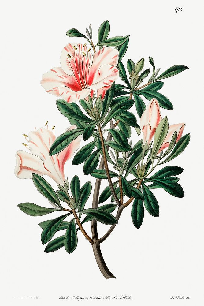The variegated Chinese azalea from Edwards&rsquo;s Botanical Register (1829&mdash;1847) by Sydenham Edwards, John Lindley…