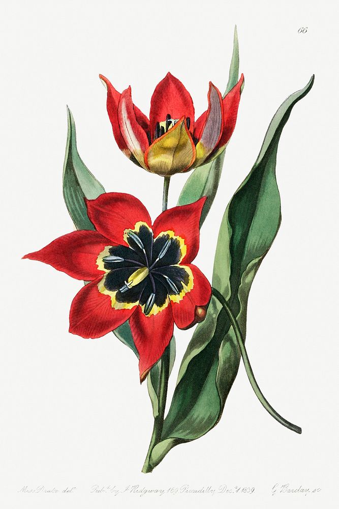 Strong smelling tulip from Edwards&rsquo;s Botanical Register (1829&mdash;1847) by Sydenham Edwards, John Lindley, and James…