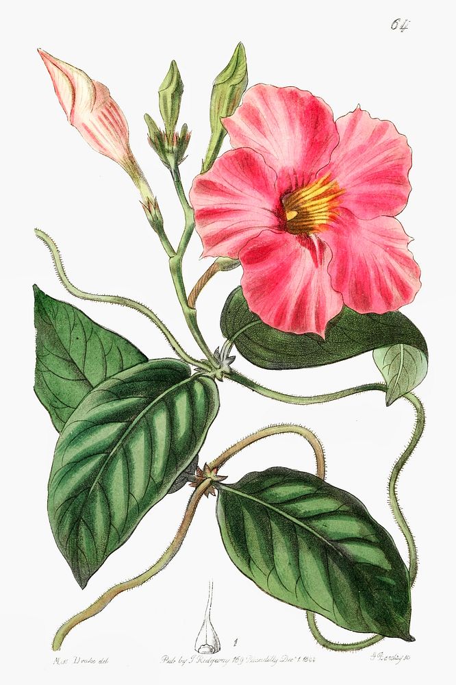 Knob-jointed dipladenia from Edwards&rsquo;s Botanical Register (1829&mdash;1847) by Sydenham Edwards, John Lindley, and…