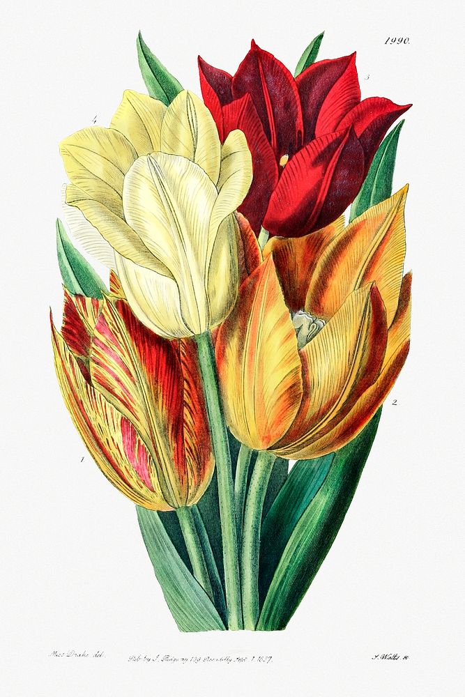 Rough stemmed tulip from Edwards&rsquo;s Botanical Register (1829&mdash;1847) by Sydenham Edwards, John Lindley, and James…