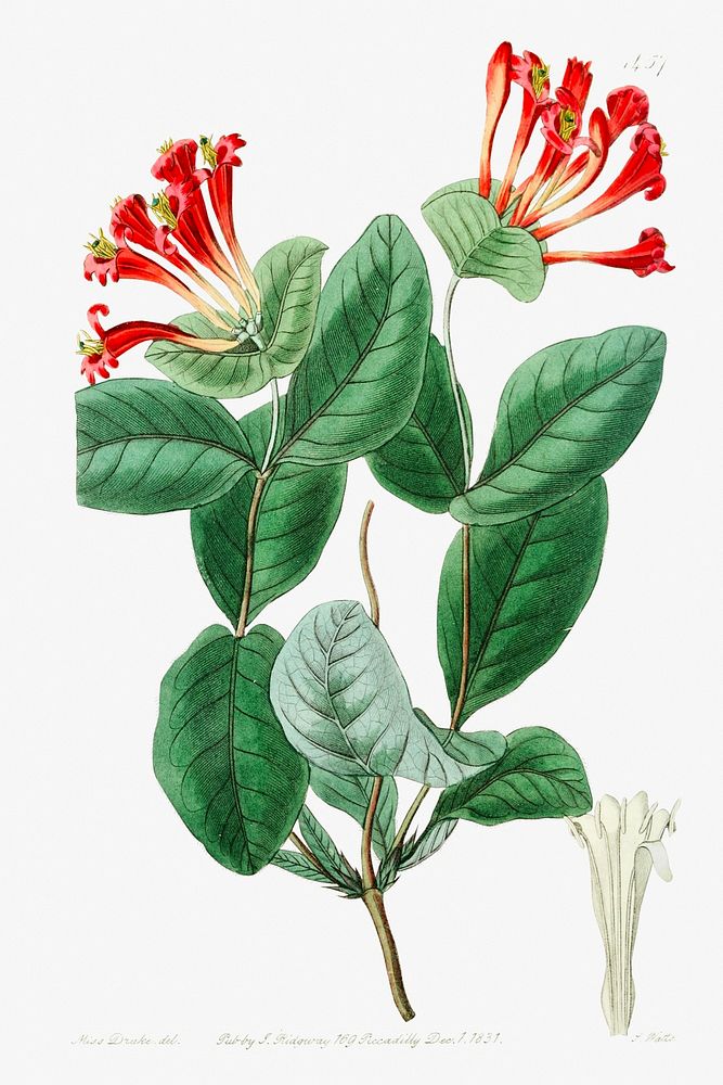 The north-west honeysuckle from Edwards&rsquo;s Botanical Register (1829&mdash;1847) by Sydenham Edwards, John Lindley, and…