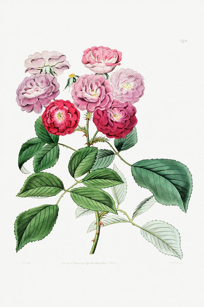 The seven sister's rose from Edwards&rsquo;s Botanical Register (1829&mdash;1847) by Sydenham Edwards, John Lindley, and…