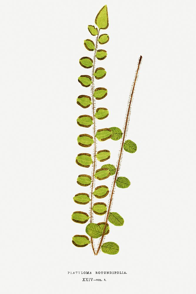 Platyloma Rotundifolia fern vintage illustration mockup
