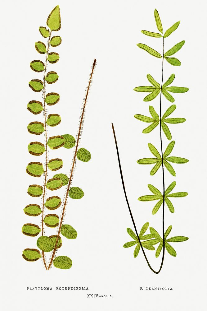 Platyloma Rotundifolia and P. Ternifolia from Ferns: British and Exotic (1856-1860) by Edward Joseph Lowe. Original from…