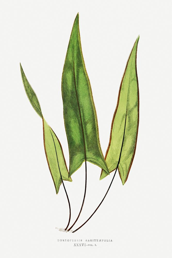 Doryopteris Sagittaefolia fern vintage illustration mockup