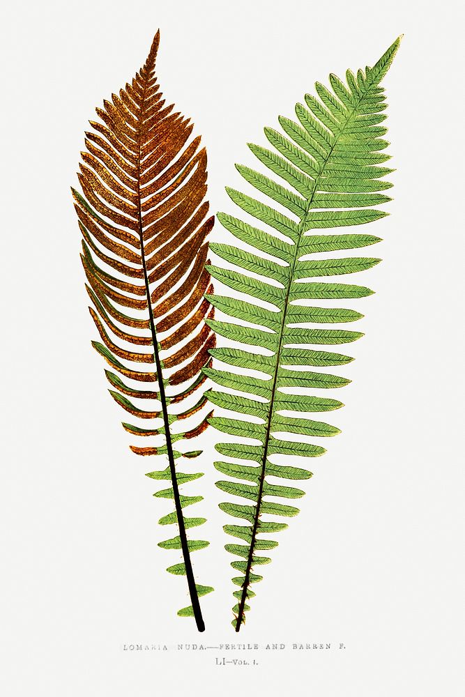 Lomaria Nuda. (Fishbone Waterfern)&ndash;Fertile and Barren F. from Ferns: British and Exotic (1856-1860) by Edward Joseph…