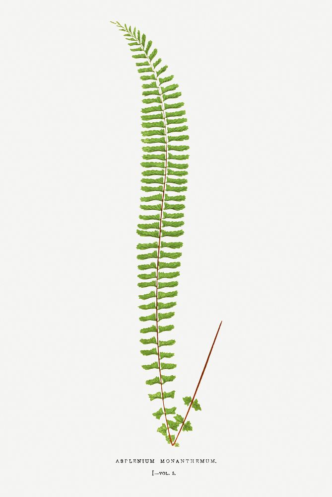Asplenium Monanthemum fern vintage illustration mockup