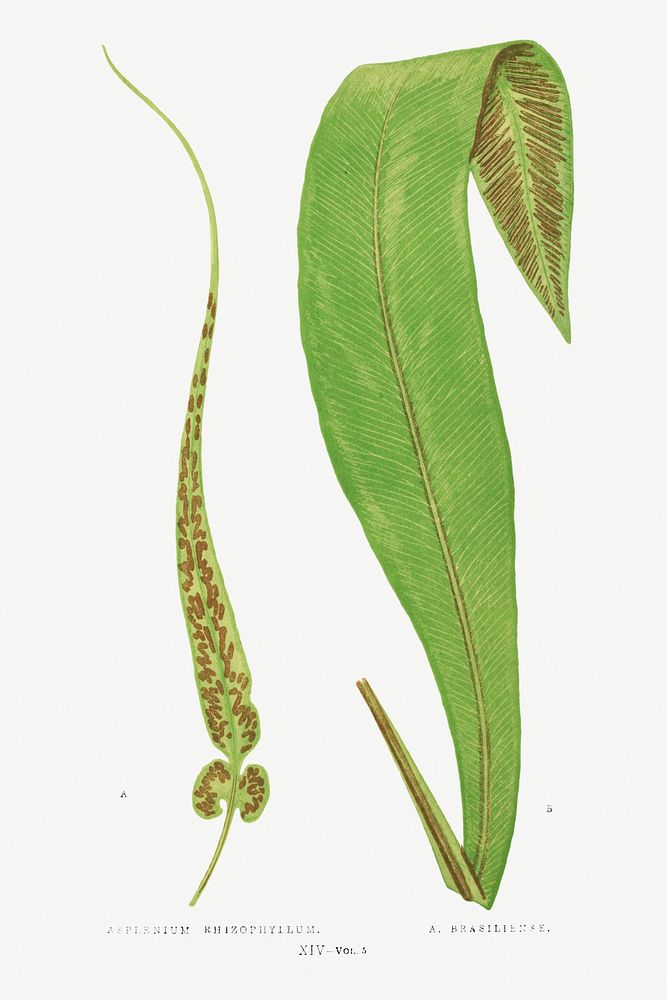 Asplenium Rhizophyllum (American Walikng Fern) and A. Brasiliense from Ferns: British and Exotic (1856-1860) by Edward…