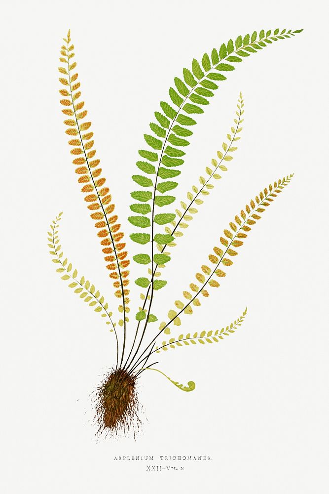 Asplenium Trichomanes (Maidenhair Spleenwort) from Ferns: British and Exotic (1856-1860) by Edward Joseph Lowe. Original…