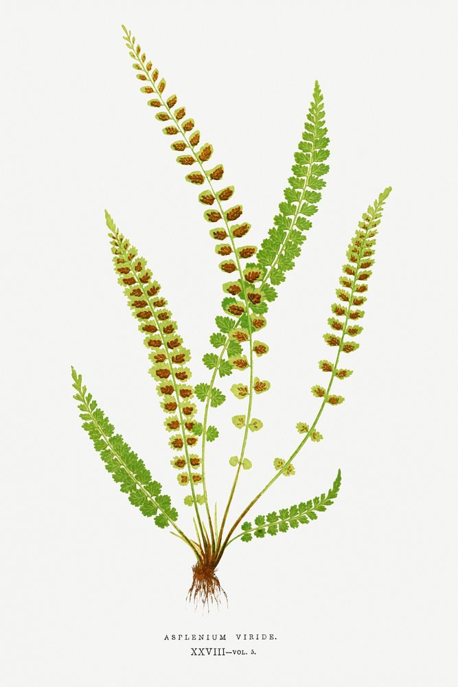 Asplenium Viride (Green Spleenwort) fern vintage illustration mockup