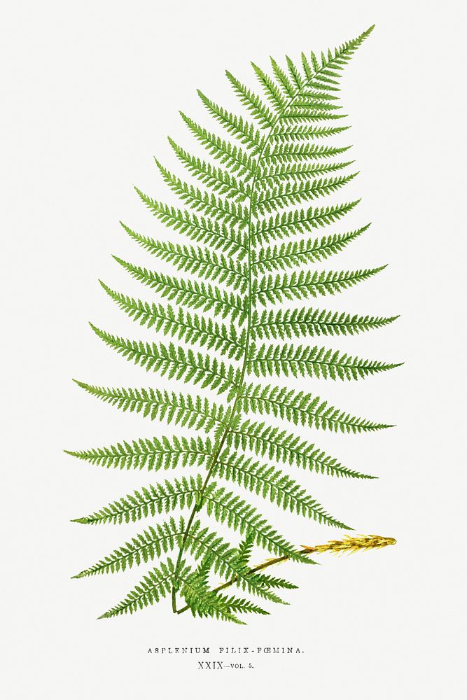 Athyrium Filix&ndash;Femina (Lady Fern) from Ferns: British and Exotic (1856-1860) by Edward Joseph Lowe. Original from…