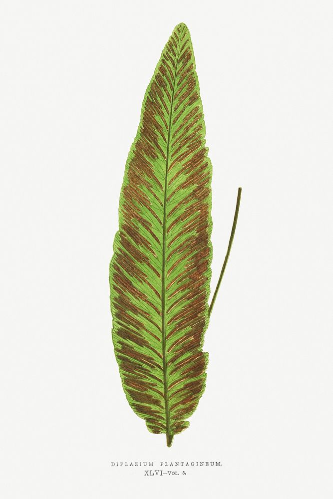 Diplazium Plantagineum from Ferns: British and Exotic (1856-1860) by Edward Joseph Lowe. Original from Biodiversity Heritage…
