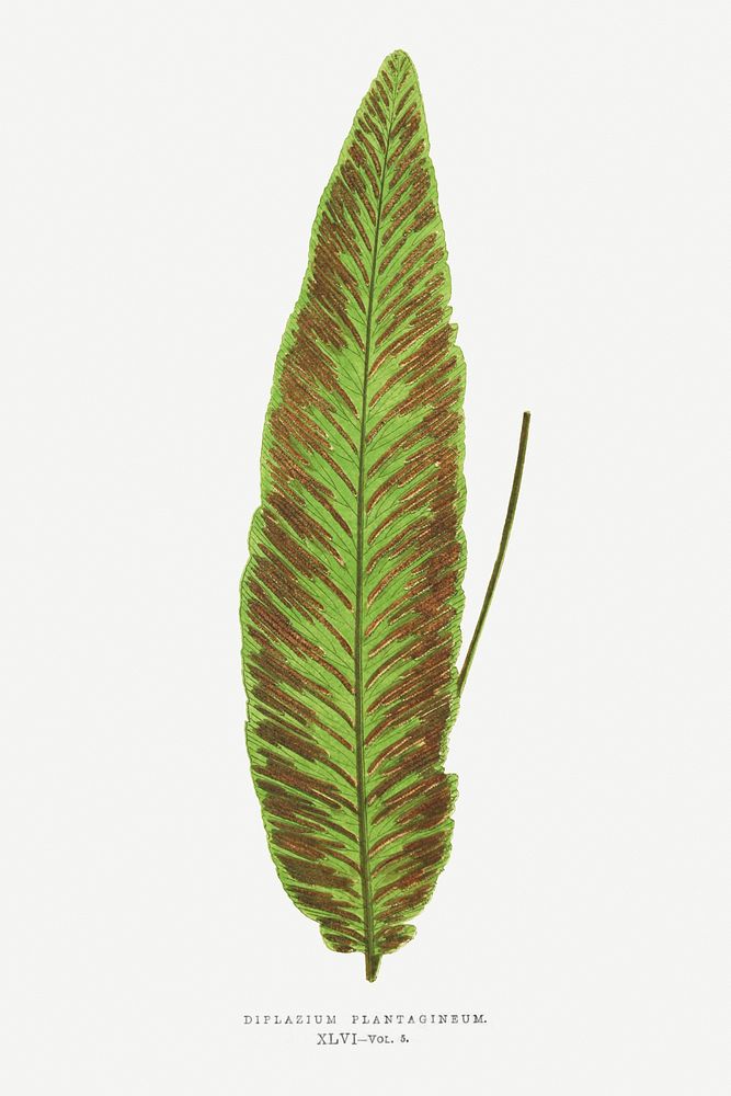 Diplazium Plantagineum fern vintage illustration mockup