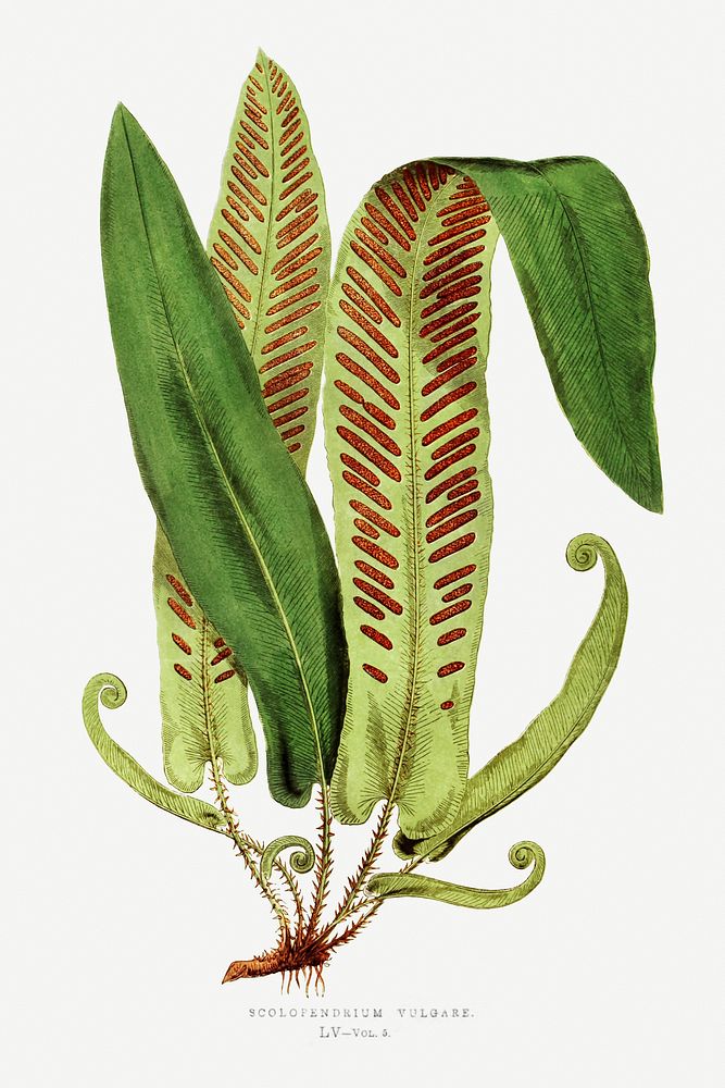 Asplenium Vulgare fern vintage illustration mockup