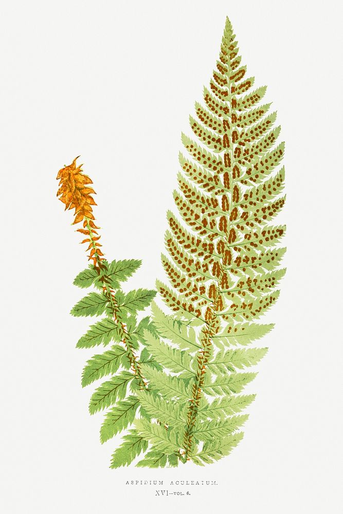 Aspidium Aculeatum fern vintage illustration mockup