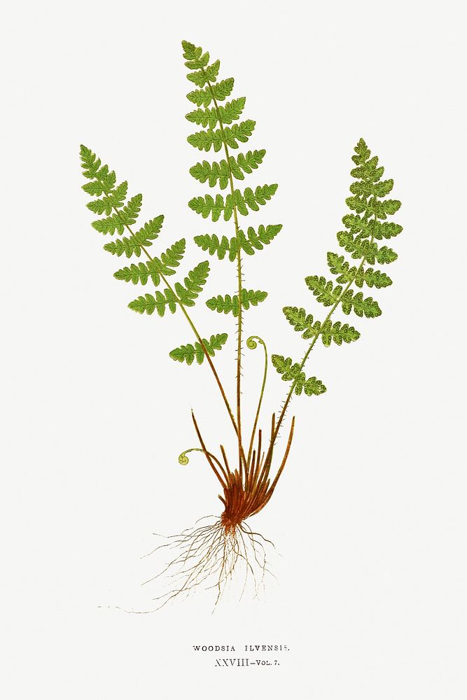 Woodsia Ilvensis (Oblong Woodsia) from Ferns: British and Exotic (1856-1860) by Edward Joseph Lowe. Original from…