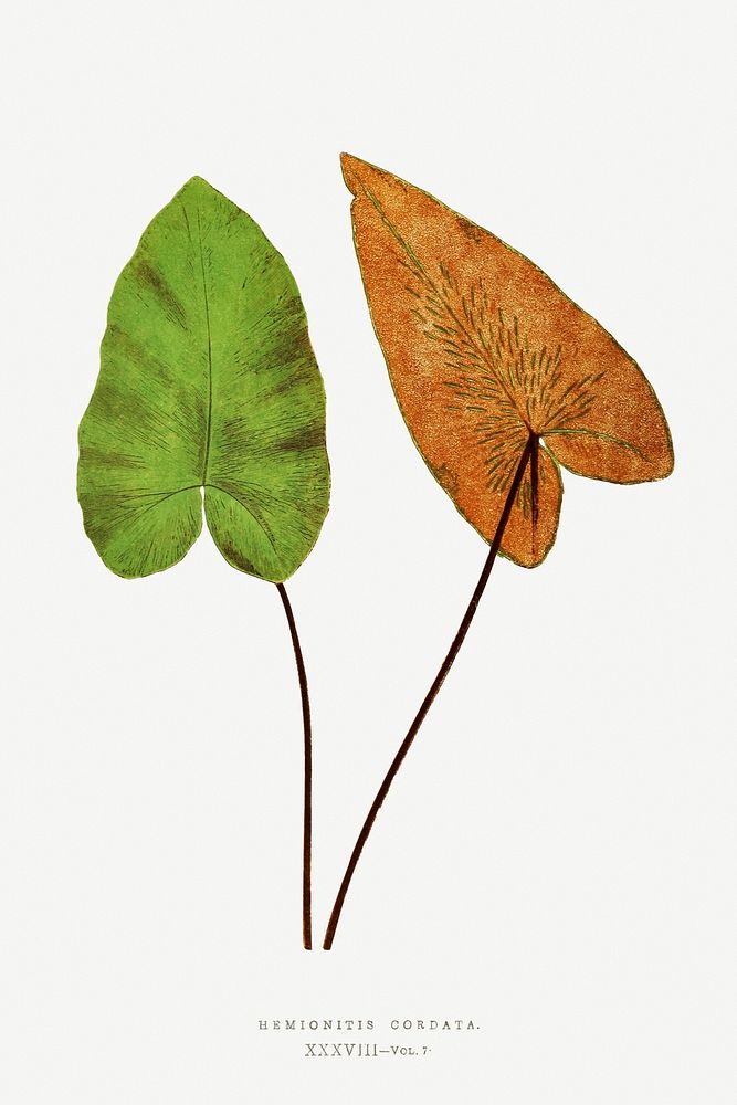 Hemionitis Cordata (Heart Fern) fern vintage illustration mockup