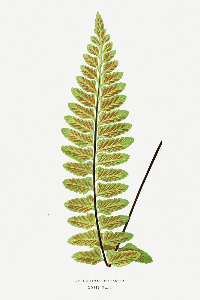 Asplenium Marinum (Sea Spleenwort) fern vintage illustration mockup