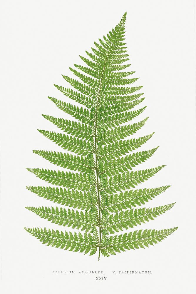 Aspidium Angulare. V. Tripinnatum from Ferns: British and Exotic (1856-1860) by Edward Joseph Lowe. Original from…