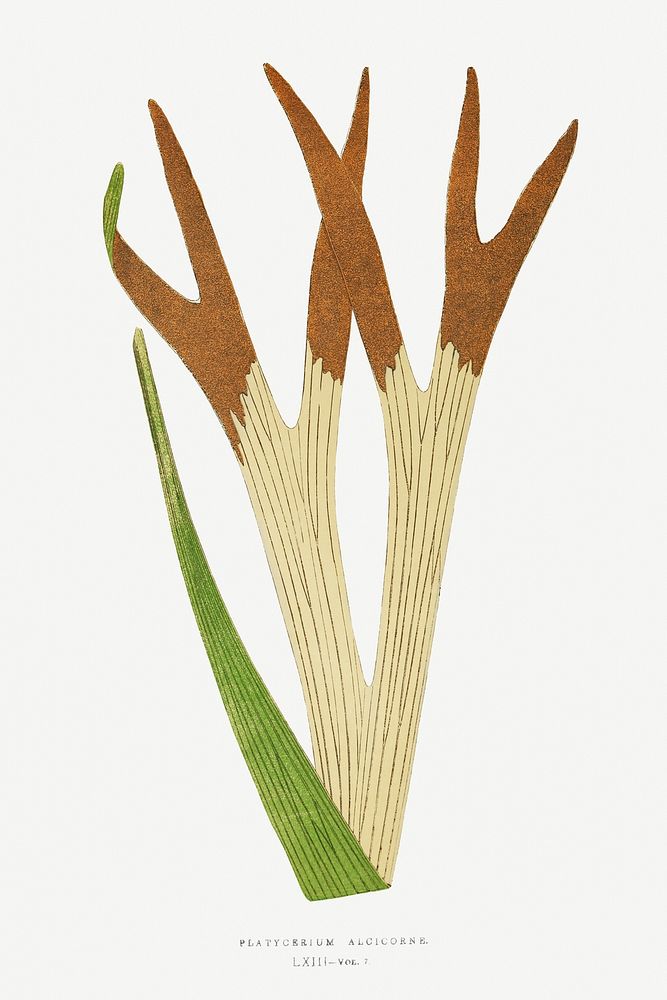 Platycerium Alcicorne (Staghorn Fern) fern vintage illustration mockup