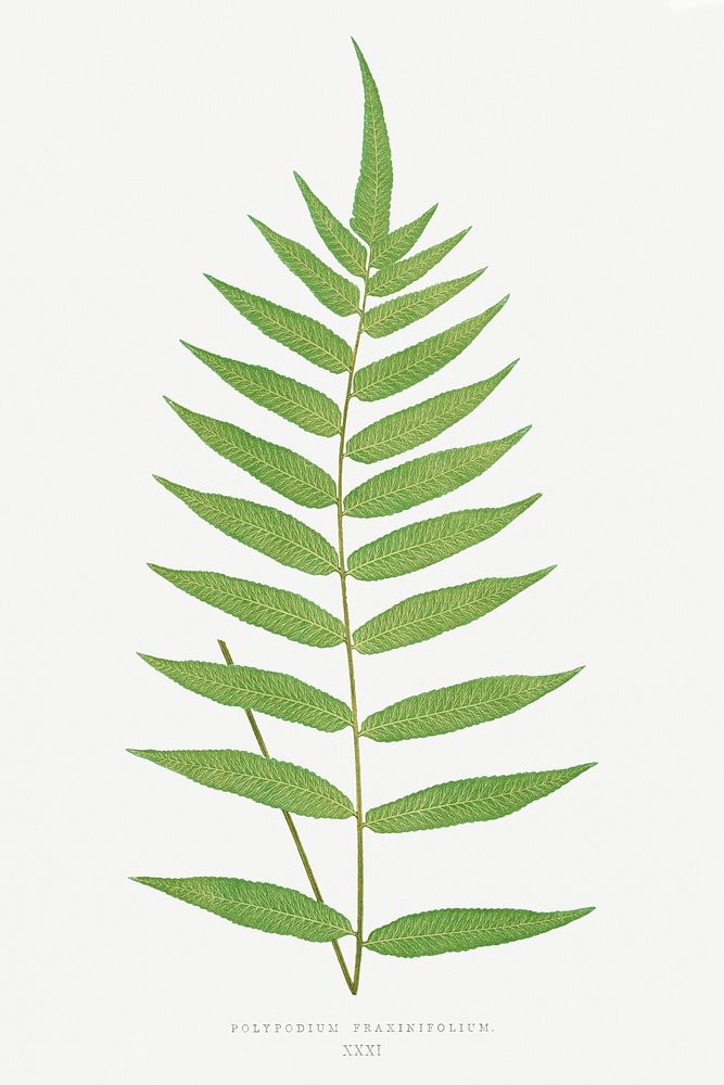 Polypodium Fraxinifolium fern vintage illustration mockup