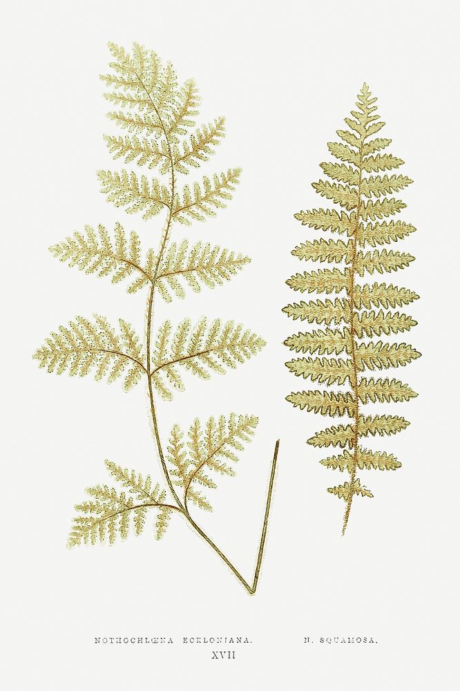 Nothochloena Eckloniana and N. Squamosa from Ferns: British and Exotic (1856-1860) by Edward Joseph Lowe. Original from…
