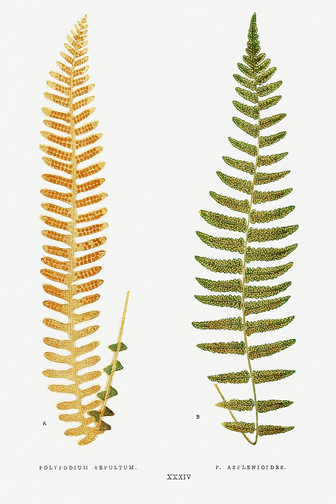 Polypodium Sepultum and P. Asplenioides from Ferns: British and Exotic (1856-1860) by Edward Joseph Lowe. Original from…