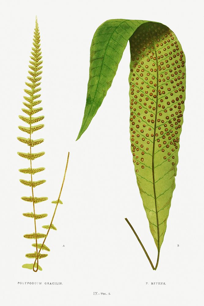 Polypodium Gracilis and P. Repens from Ferns: British and Exotic (1856-1860) by Edward Joseph Lowe. Original from…