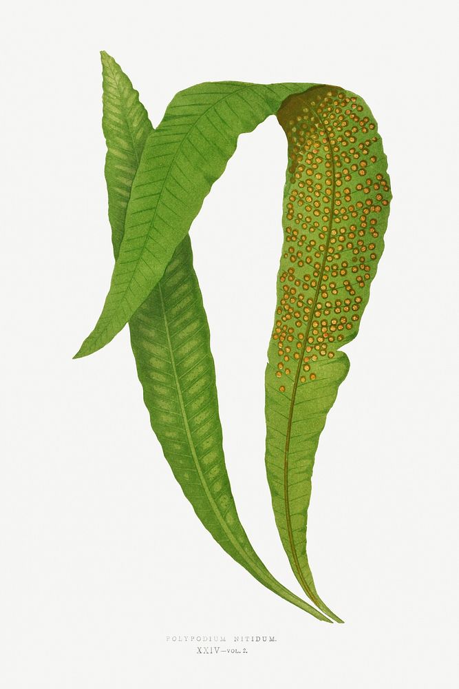 Polypodium Nitidum from Ferns: British and Exotic (1856-1860) by Edward Joseph Lowe. Original from Biodiversity Heritage…