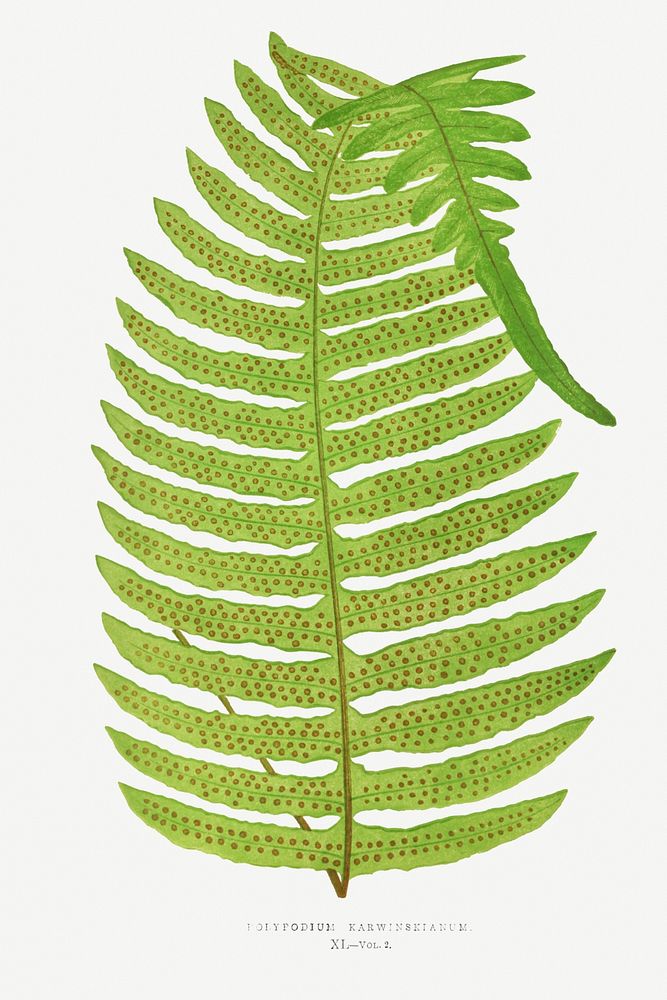 Green fern vintage illustration mockup