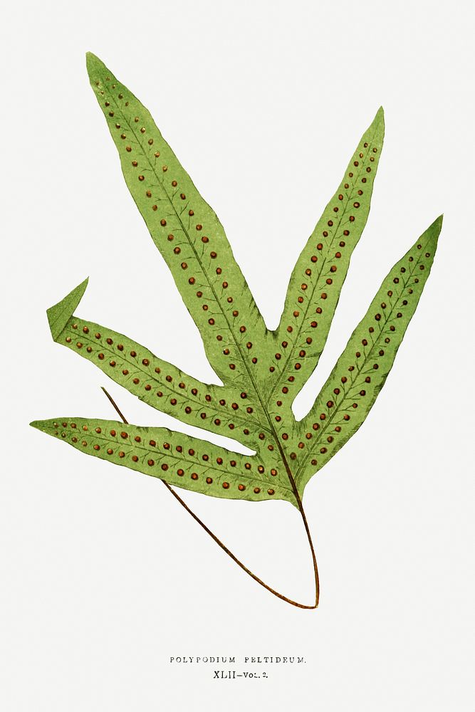 Polypodium Peltideum fern vintage illustration mockup