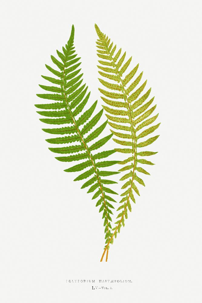 Polypodium Hastaefolium fern vintage illustration mockup