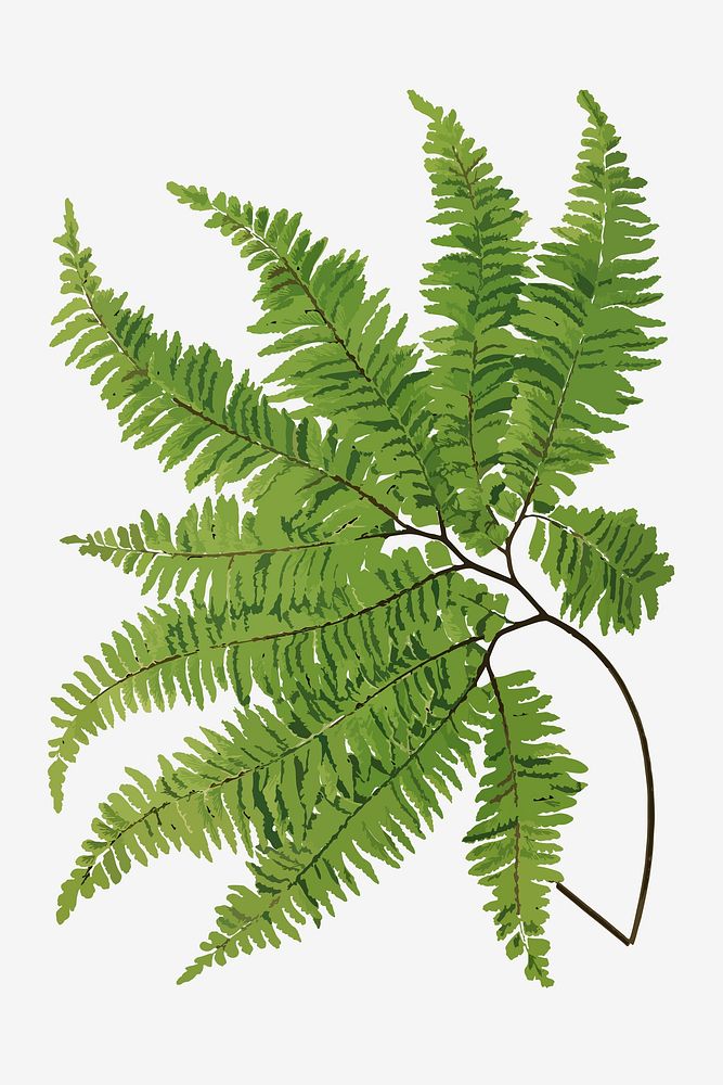 Adiantum Curvatum fern leaf vector