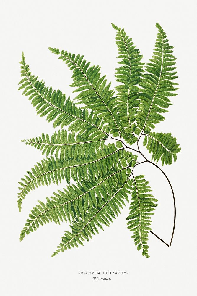 Adiantum Curvatum from Ferns: British and Exotic (1856-1860) by Edward Joseph Lowe. Original from Biodiversity Heritage…