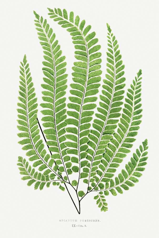 Adiantum Pubescens fern vintage illustration mockup