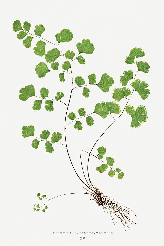 Adiantum Capillus&ndash;Veneris (Southern Maidenhair Fern) fern vintage illustration mockup